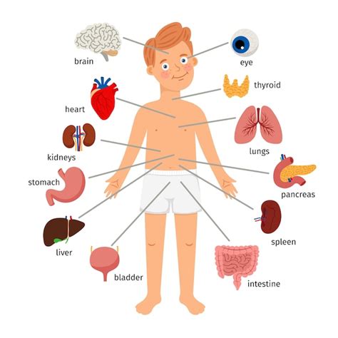 Tarjetas De Los Órganos Del Cuerpo Humano Para Niños De Primaria 3 A52