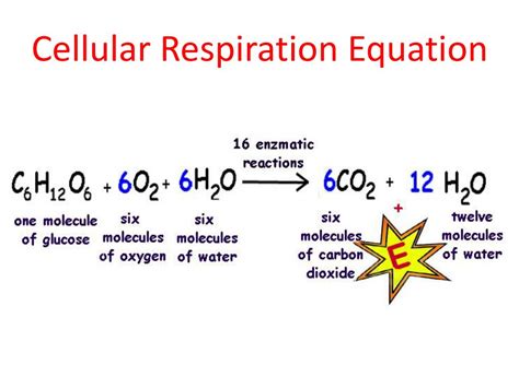 Cellular Respiration Equation