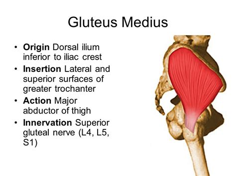 Gluteus Medius Origin Dorsal Ilium Inferior To Iliac Crest Muscle