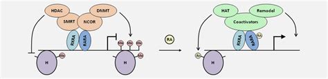 Retinoic Acid Signaling In Cancer The Parable Of Acute Promyelocytic