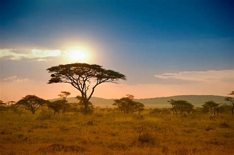 31300 Acacia Tree Africa Stock Photos Pictures And Royalty Free Images