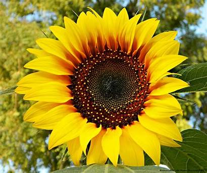 Sunflower Most Ever Seen