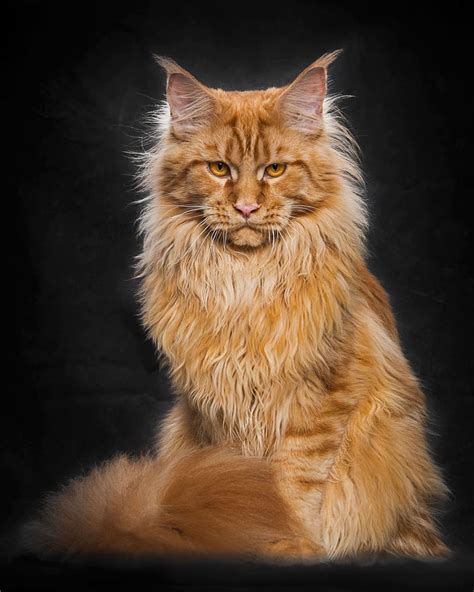Maine Coon Cats Photographed As Majestic Mythical Beasts Demilked