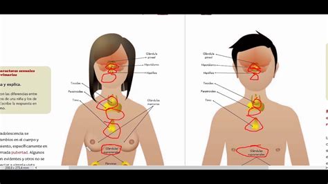 Funcionamiento De Los Aparatos Sexuales Y El Sistema Glandular Mind Map My Xxx Hot Girl