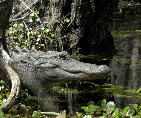 Alligator Georgia Usa At Grand Bay Wildlife Management A Flickr