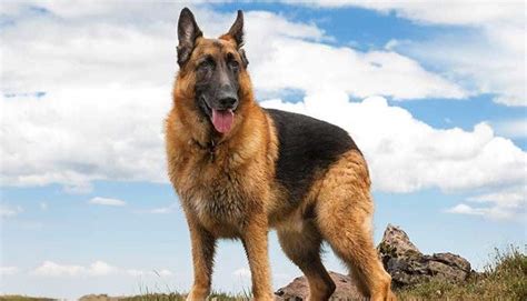 20 Cool Facts You Didnt Know About German Shepherds