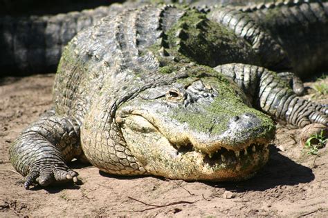 Alligators Facts Habitat Diet Breeding Pictures Lifecycle