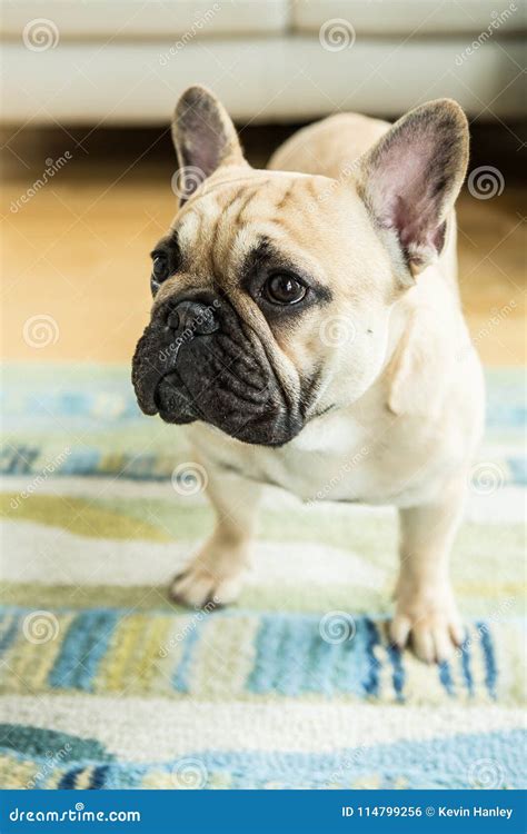 The Always Cute French Bulldog Stock Photo Image Of Bulldog Grin