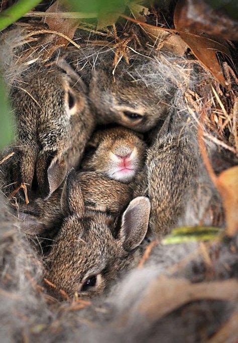Its Spring Baby Bunnies Could Be Nesting In Your Yard Scioto Post