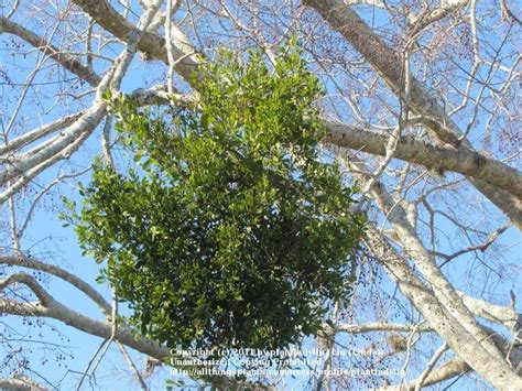 Photo Of The Entire Plant Of Oak Mistletoe Phoradendron Leucarpum