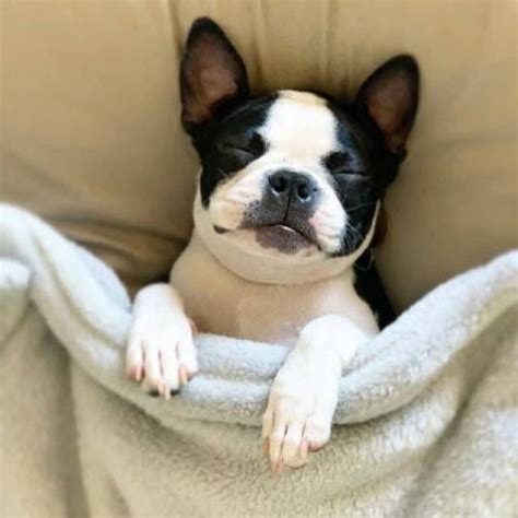 Your adoption fee includes vaccinations, a microchip, a tag for puppies and that warm fuzzy feeling that comes with saving a life. AKC Registered Boston Terrier Puppies for adoption - Miami ...