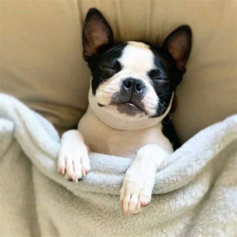 Boston terrier puppies for sale in idaho select a breed. AKC Registered Boston Terrier Puppies for adoption - California - Animal, Pet