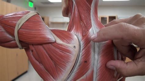 Trunk Muscles Posterior Youtube