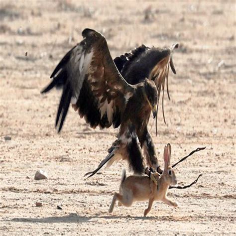 The Most Amazing Moment Of The Eagle Attacks The Rabbit The Power Of