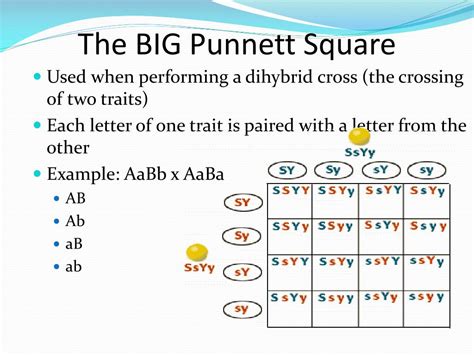 Autosomal dominant/recessive inheritance predicting one trait at a time mono=one. PPT - Punnett Squares Review PowerPoint Presentation, free download - ID:2521458