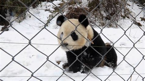 Chinas Panda Conservation Efforts Bearing Fruit Cgtn