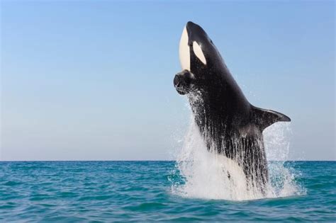 This Is Your Daily Reminder That Orcas Are Just Giant Dolphins