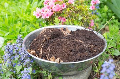 Featured photograph by mimi giboin for gardenista, from homemade garden remedies: How To Use Coffee Grounds In Your Garden - Gardenoholic