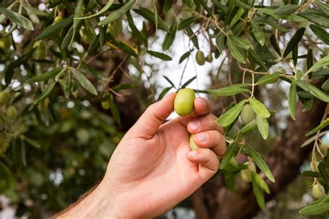 Comment Faire Pour Rendre Les Olives Comestibles - comment faire noircir les olives - Le comment faire