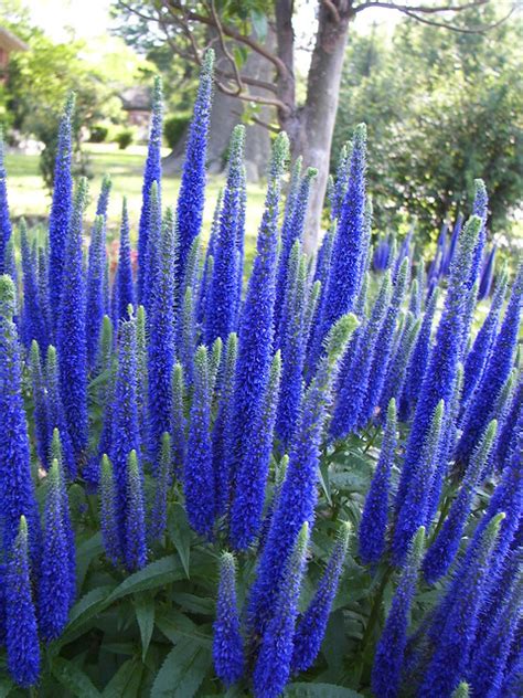 Tall Purple Spike Perennial Fragrant Purple Flower Spikes That Keep The Deer Away