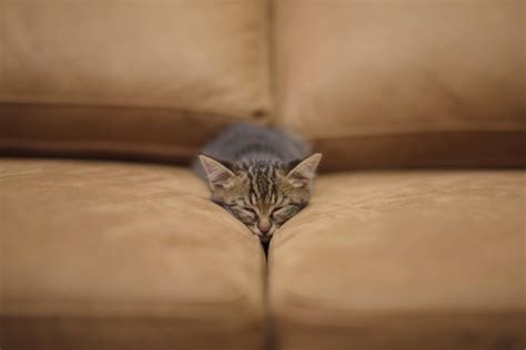 Closeup Shot Of A Cute Kitten Sleeping Between The Pillows Of A Sofa