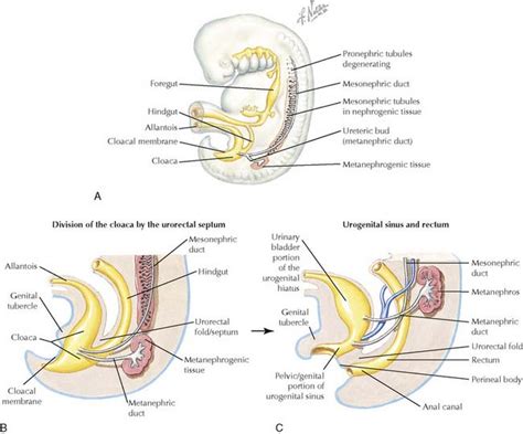 The Pelvis And The Perineum Basicmedical Key