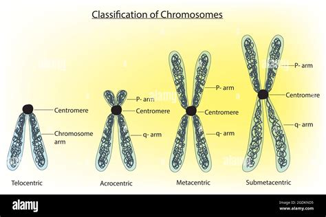 Clasificación De Cromosomas Centrómeros Clasificaciones Cromosómicas