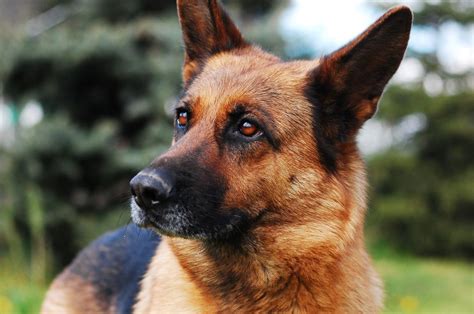 Facts About German Shepherds You Need To Know Before Adopting One All
