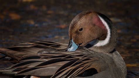 2560x1440 Pintail Duck 1440p Resolution Hd 4k Wallpapers Images
