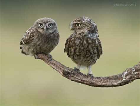 Little Owl And Owlet Neil Neville Flickr
