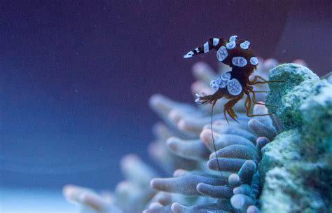 Best Saltwater Shrimp For Beginners My Top Picks The Beginners Reef