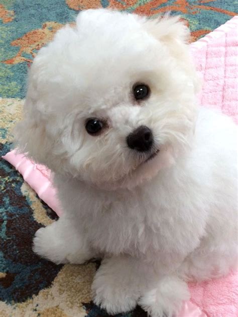 Maltese Dog Cute Puppies Dogs And Puppies Cute Dogs Doggies Baby
