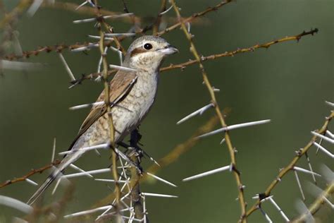 Red Backed Shrike Holmen Birding Safaris