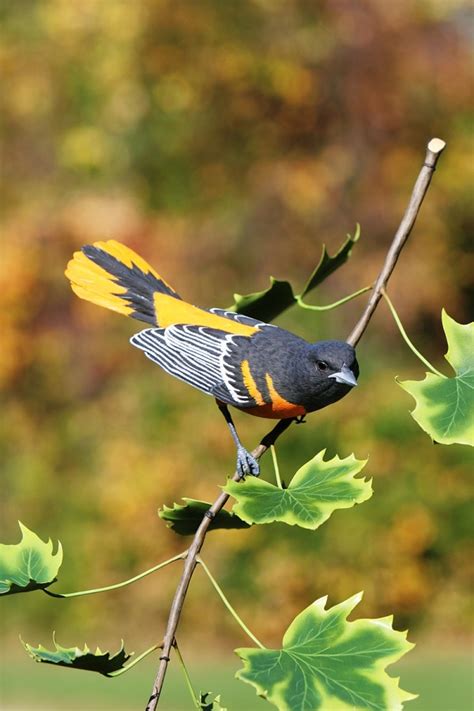 Audubon Amazing Wildlife In Wood My Backyard News