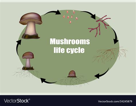 Diagram Mushroom Anatomy Life Cycle Stages Vector Image