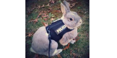 Dorset Police Trial Sniffer Rabbits To Ease Funding Issues The Locker