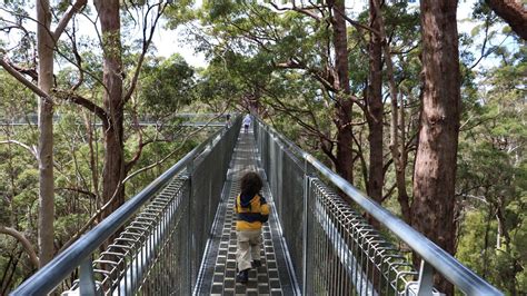 A Complete Guide To The Valley Of The Giants Tree Top Walk Walpole Denmark