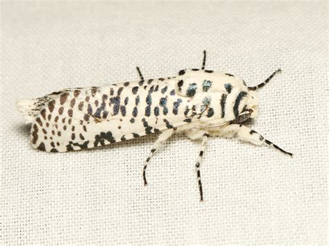 Azygophleps Leopardina Leopard Moths Usa River Tanzan Flickr