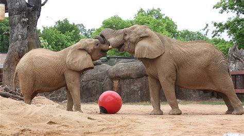 Elephant Introductions At Zoo Knoxville Youtube