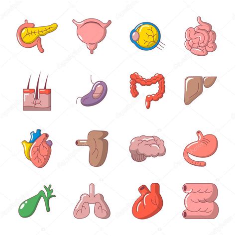 Conjunto de iconos de órganos humanos internos estilo de dibujos