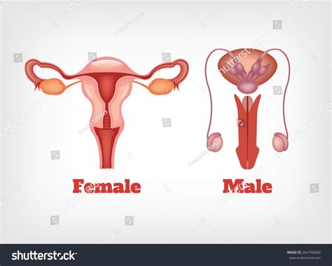 Man And Woman Reproductive System Vector Icon Set 264740600