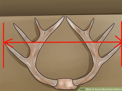 How To Score Mule Deer Antlers With Pictures Wikihow