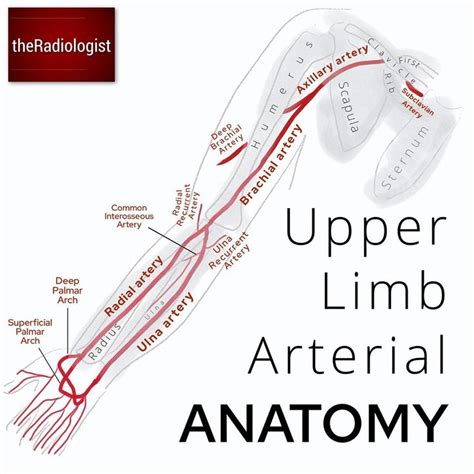 Theradiologist On Instagram “what Arteries Supply The Upper Limb Let