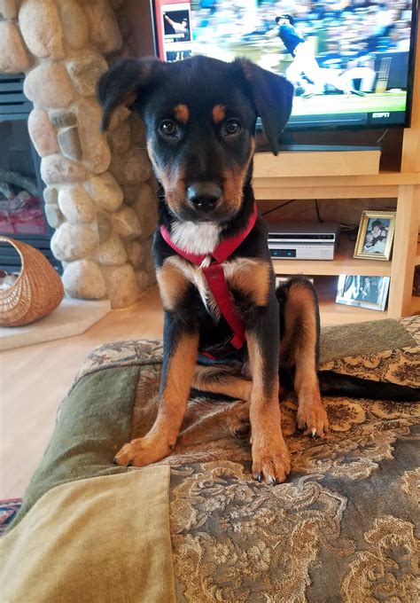 Hide this posting restore restore this posting. Rottweiler dog for Adoption in Maple Grove, MN. ADN-541873 ...