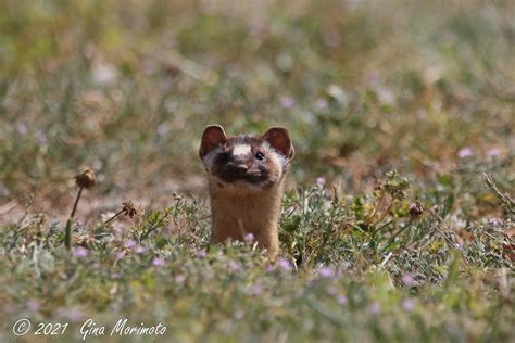 Long Tailed Weasel Mustela Frenata Marinefan Flickr