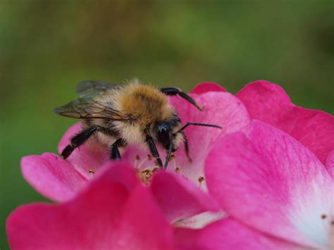 Plight Of The Bumblebee Msu Entomologist On Decline Of Wild Bees Wkar