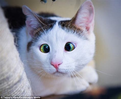 Bubbles The Cross Eyed Cat Is Rescued From A Feral Pack Daily Mail Online