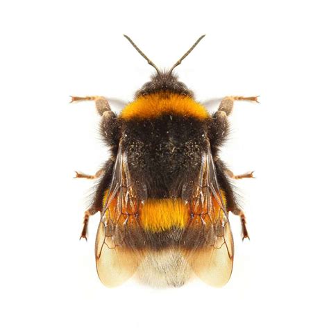 Bumble Bee Control Services In Utah Thorn