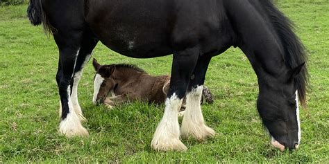 Drayhorse Shire Horse Farm Cobb And Co Tour Scenic Rim Qld