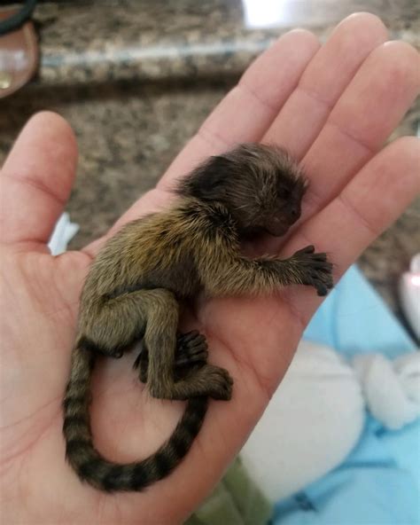 It just is not under for sale heding. Baby Finger Monkey For Sale - Chrisyel